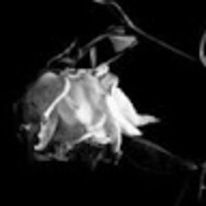 Meet your Posher, Lydia